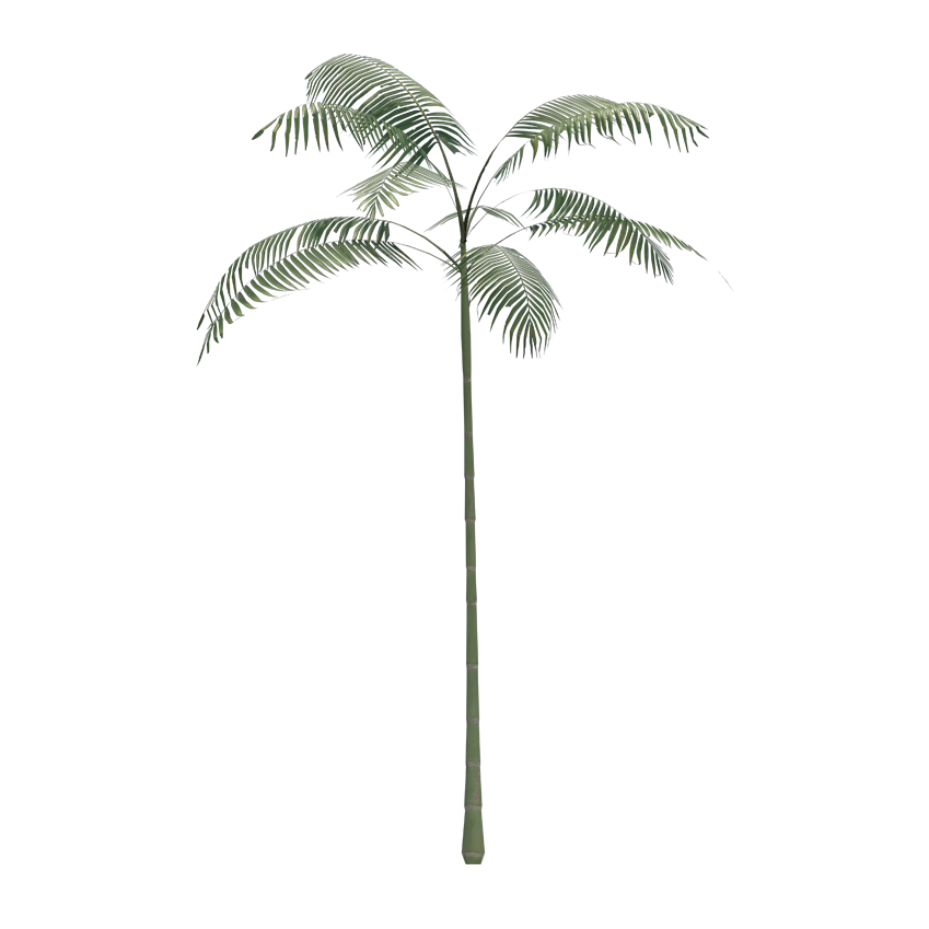 Arecaceae - Palms Tree (Medium)